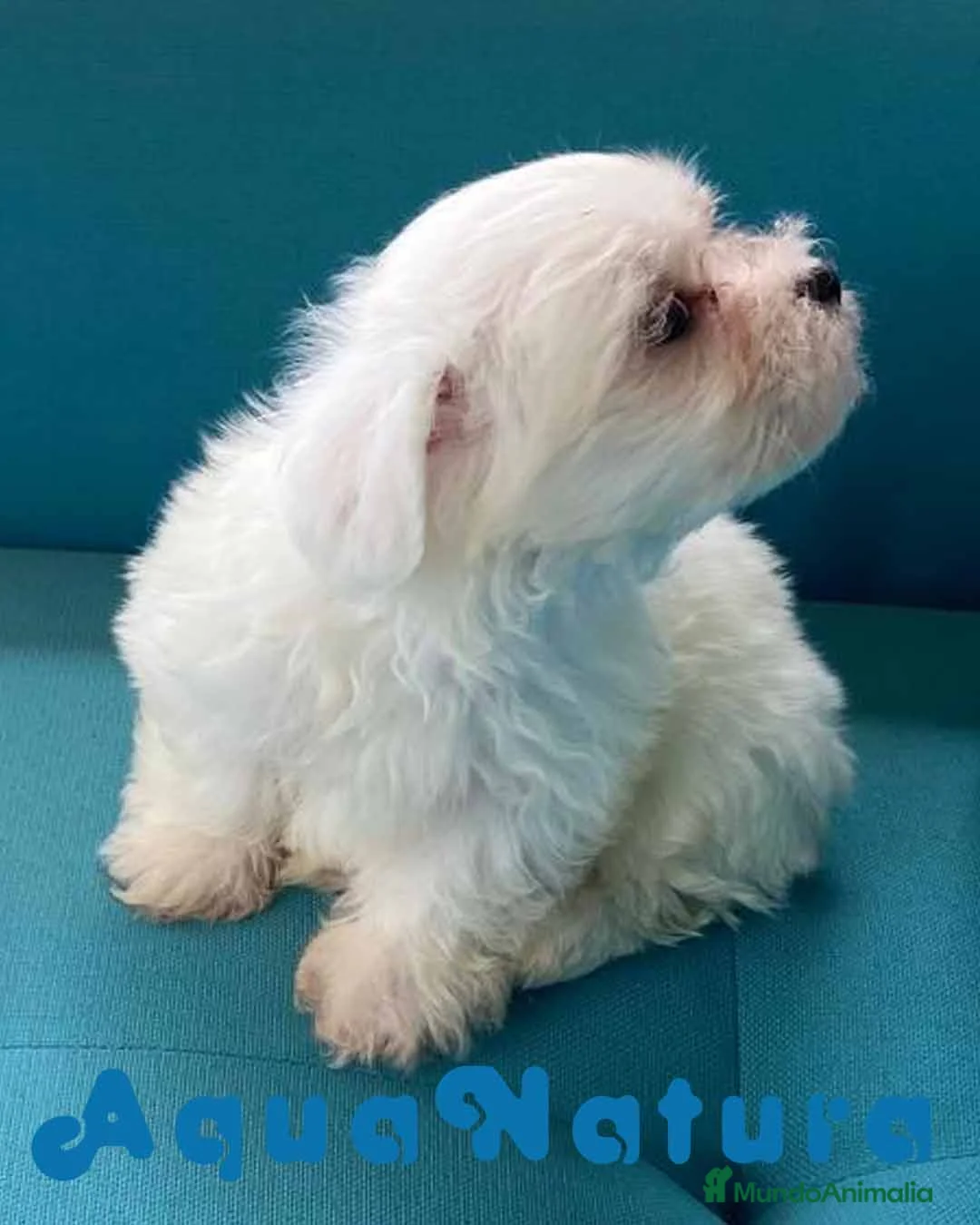 Bichón Maltés perros en venta: Bichon Maltes Macho 6810 - AQUANATURA en Barcelona - Anuncio 7