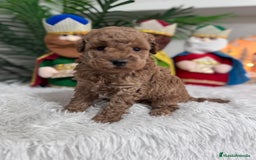 Caniche Toy perros en venta: CANICHE TOY - Anuncio 10