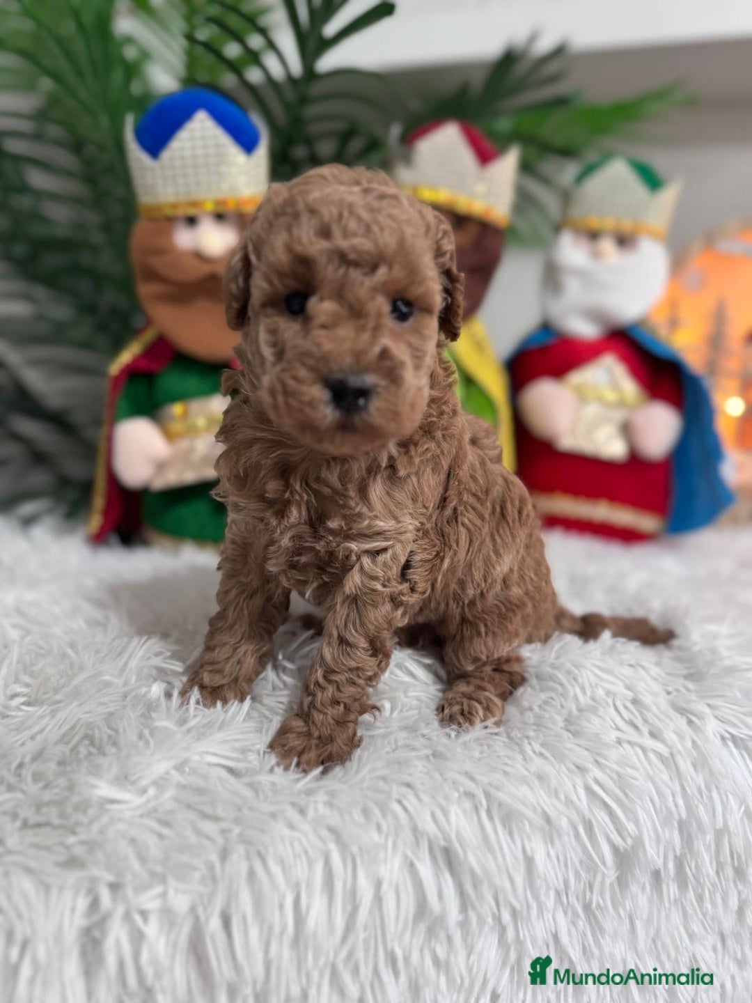 Caniche Toy perros en venta: CANICHE TOY - Anuncio 10