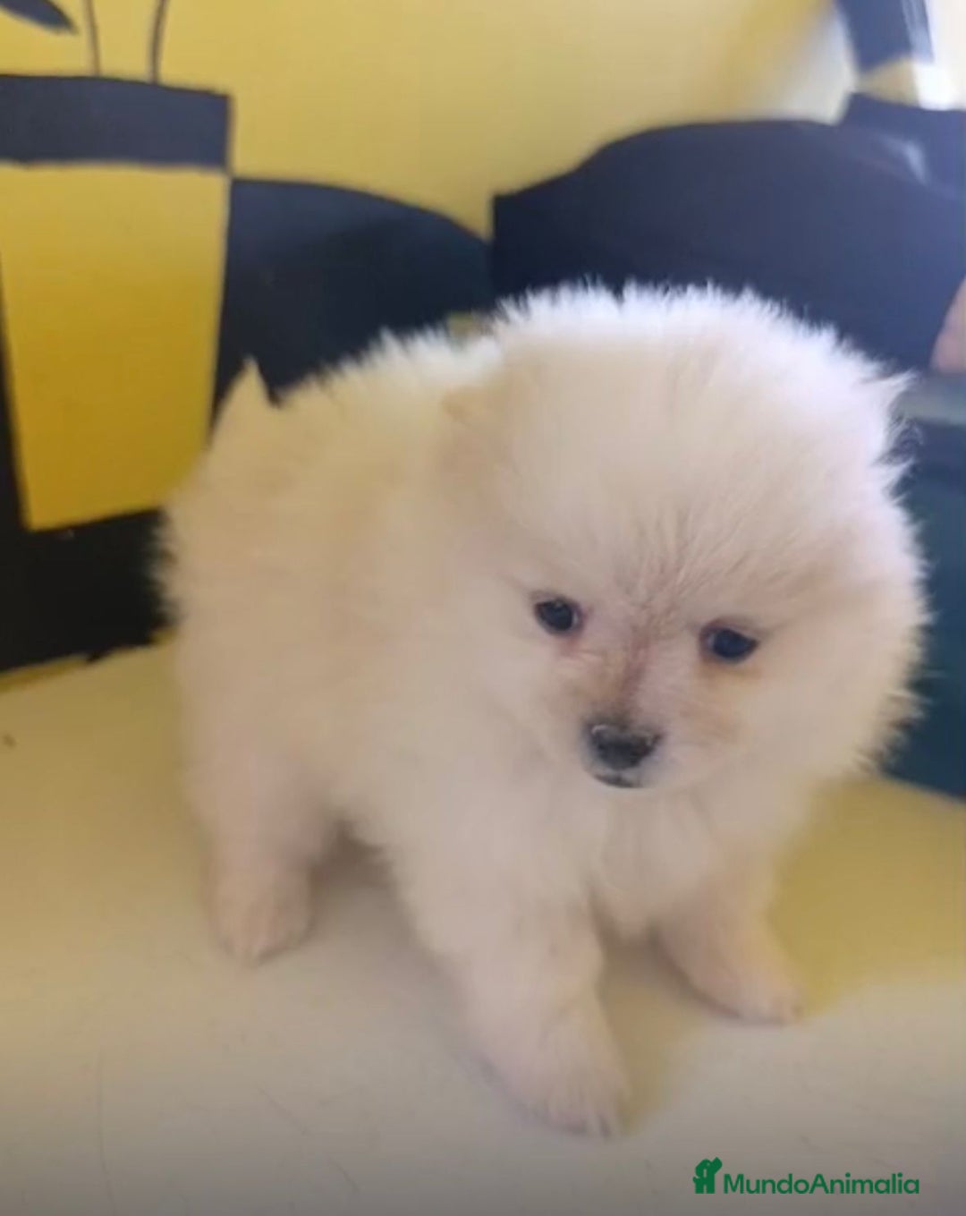 Pomerania perros en venta: Lulu pomerania toy  - Anuncio 19