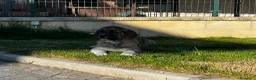 Mastín Español perros en venta: Mastin  - Anuncio 15
