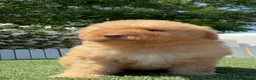Perro de Agua Español perros en venta: PERRO DE AGUA ESPAÑOL - Anuncio 7