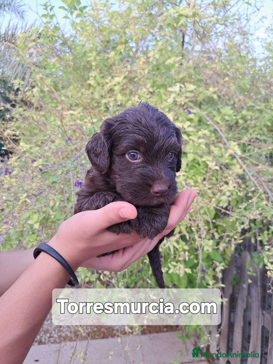 Labradoodle perros en venta: Labradoodle F3 - Imagen 3