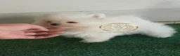 Pomerania perros en venta: Pomeranias minis  - Anuncio 2