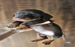 Teckel perros en venta: Teckel chocolate en Jerez  - Imagen 2