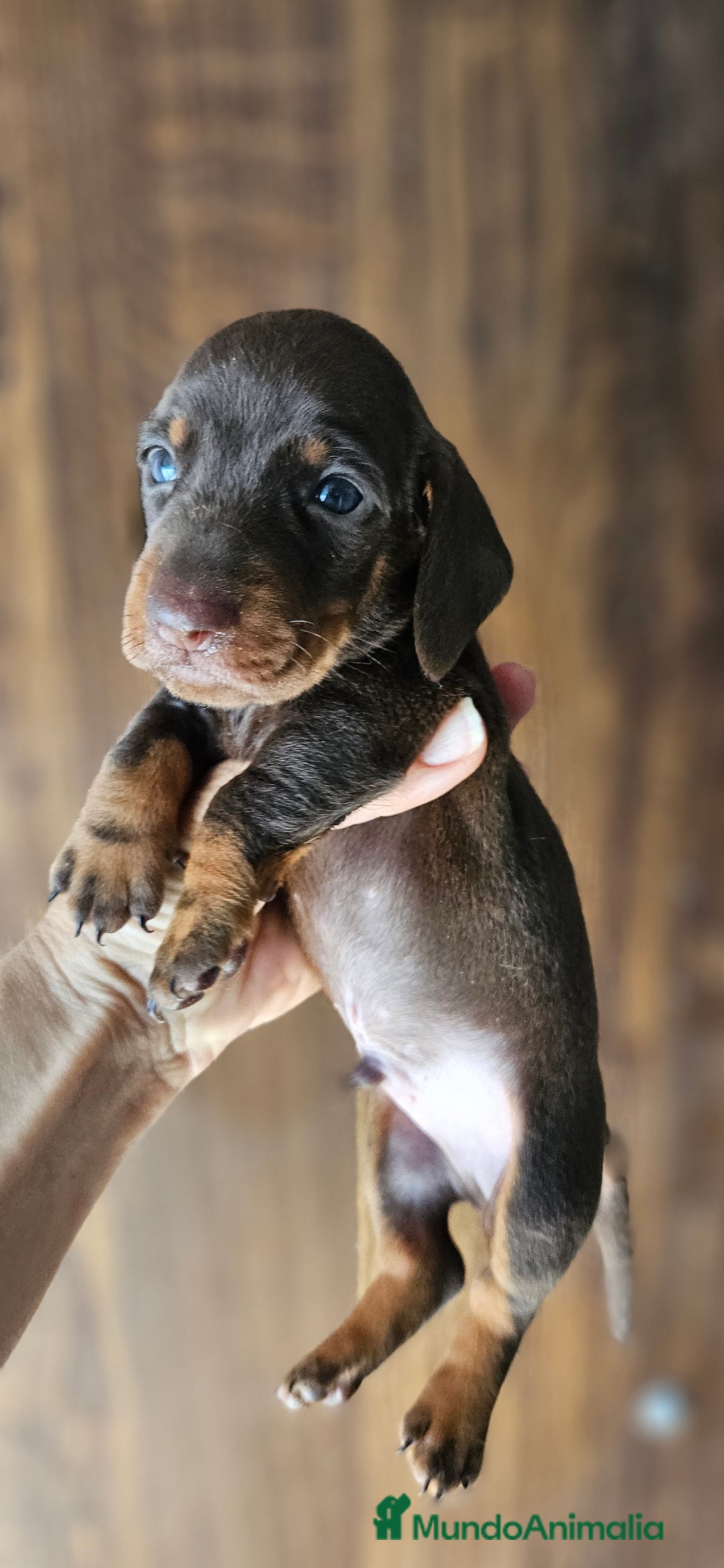 Teckel perros en venta: Teckel chocolate en Jerez  - Imagen 2