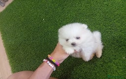 Pomerania perros en venta: PRECIOSO POMERANIA RUSO MINI TOY  - Imagen 4