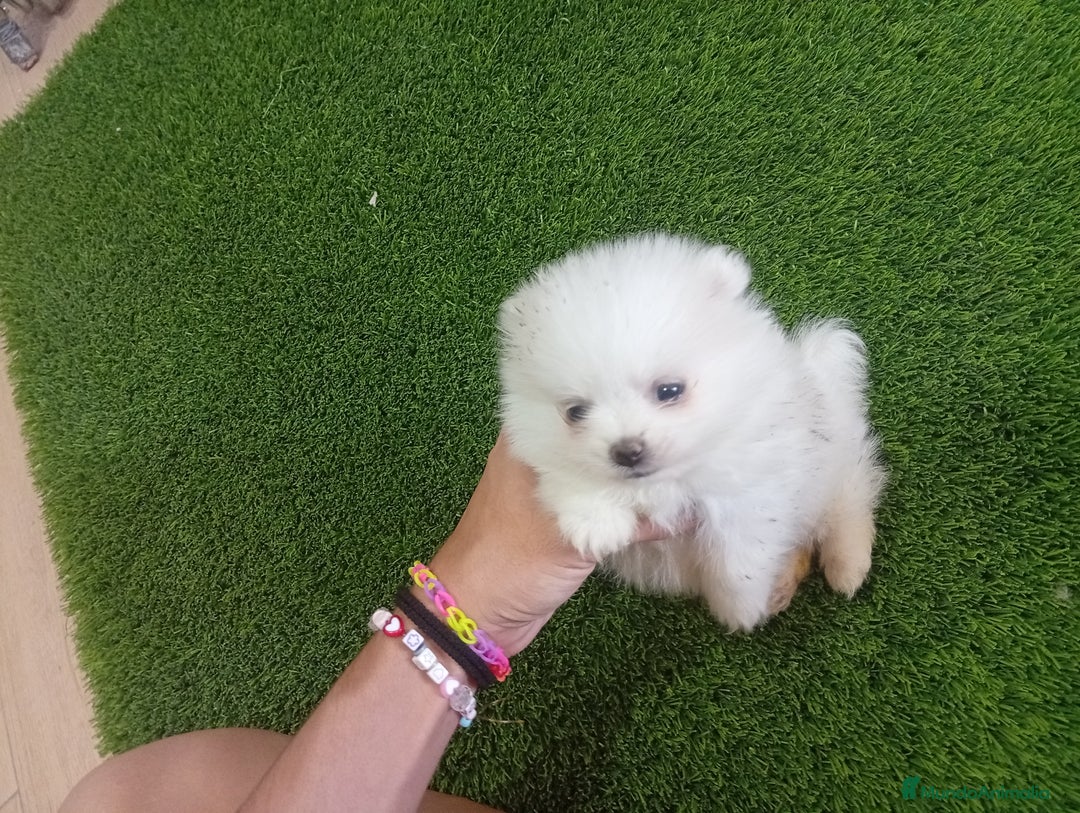 Pomerania perros en venta: PRECIOSO POMERANIA RUSO MINI TOY  - Imagen 4