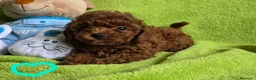 Caniche Toy perros en venta: caniches rojos y otros negros  en La Coruña - Anuncio 2
