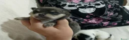 Pomchi perros en venta: Camada de pomchi con pomerania  - Anuncio 6