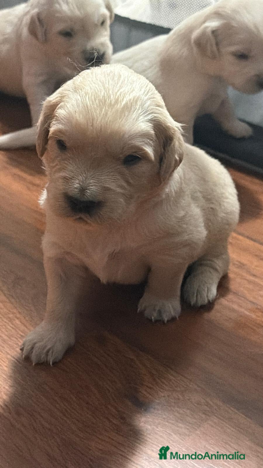 Golden Retriever perros Golden Retriever  - Anuncio 1