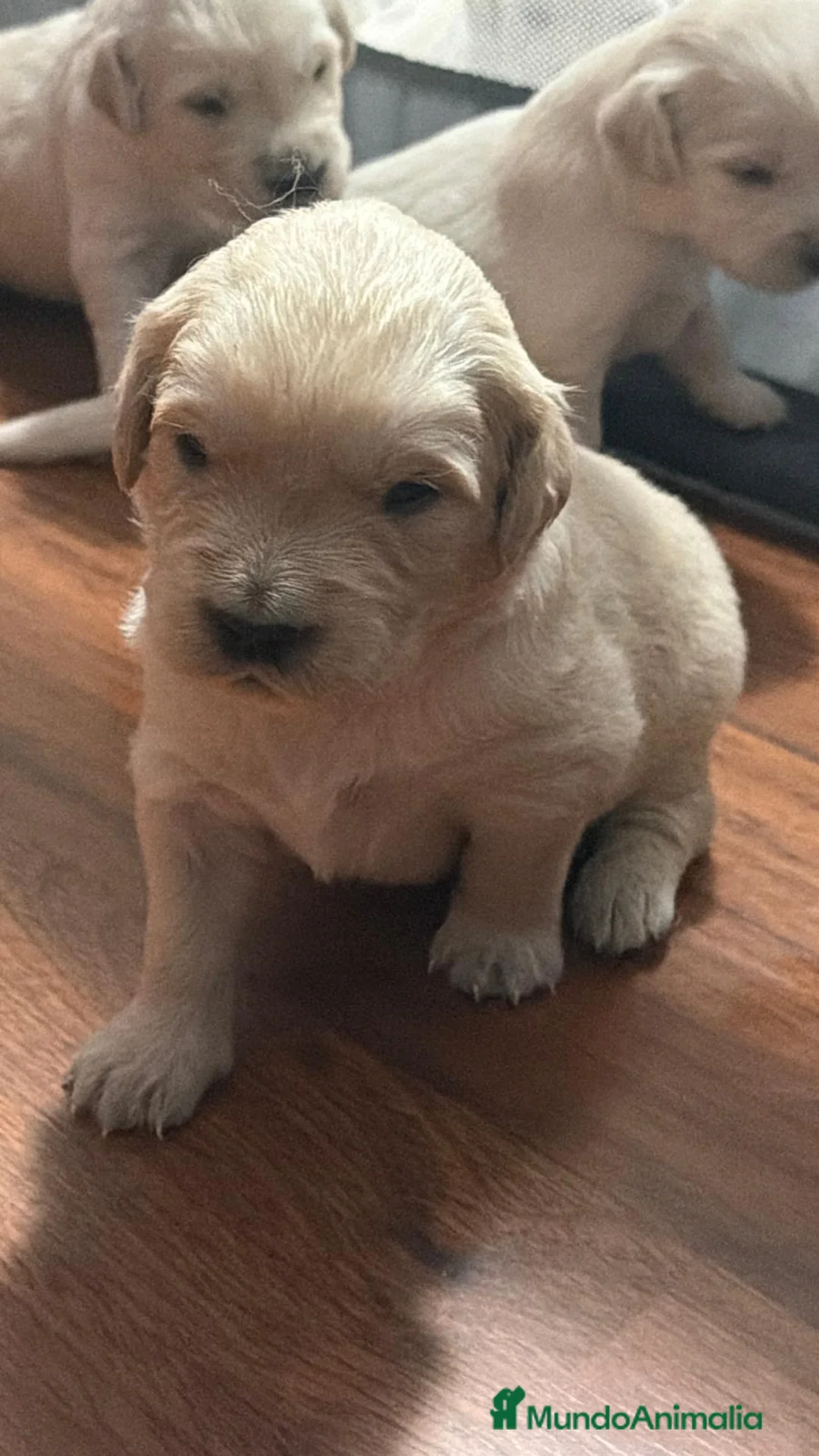 Golden Retriever perros en venta: Golden Retriever  en Sevilla - Anuncio 1