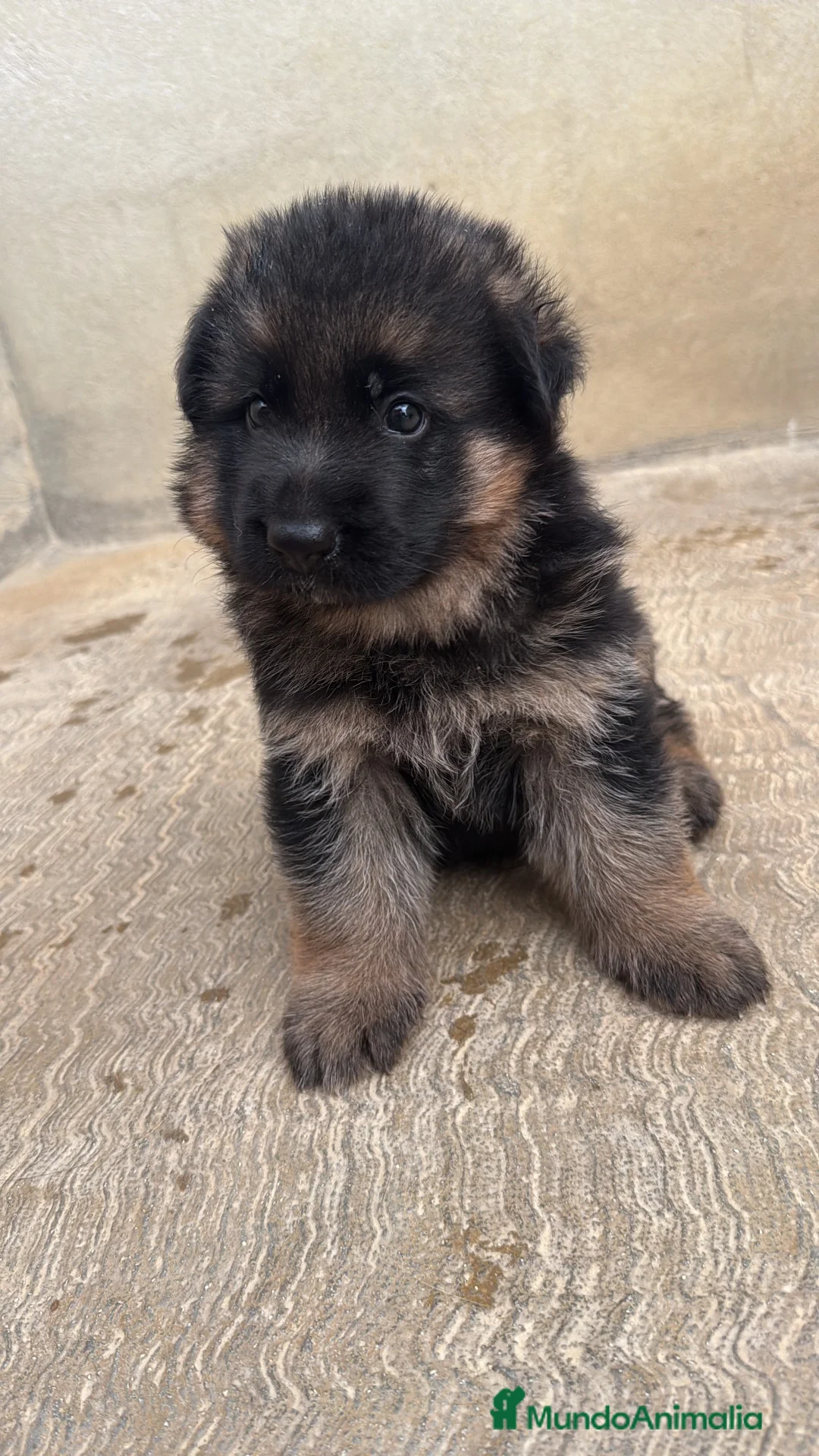 Pastor Alemán perros en venta: CACHORROS DE PASTOR ALEMÁN DE PELO LARGO - Anuncio 6