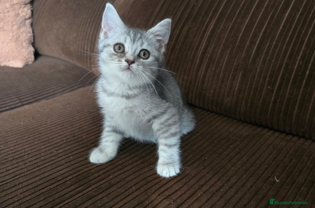 Scottish Straight gatos en venta: Gatcot.com - Imagen 1