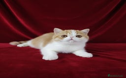 Exótico de Pelo Corto gatos en venta: 🐯 EXOTIC SHORTHAIR RED TABBY & WHITE - Anuncio 4