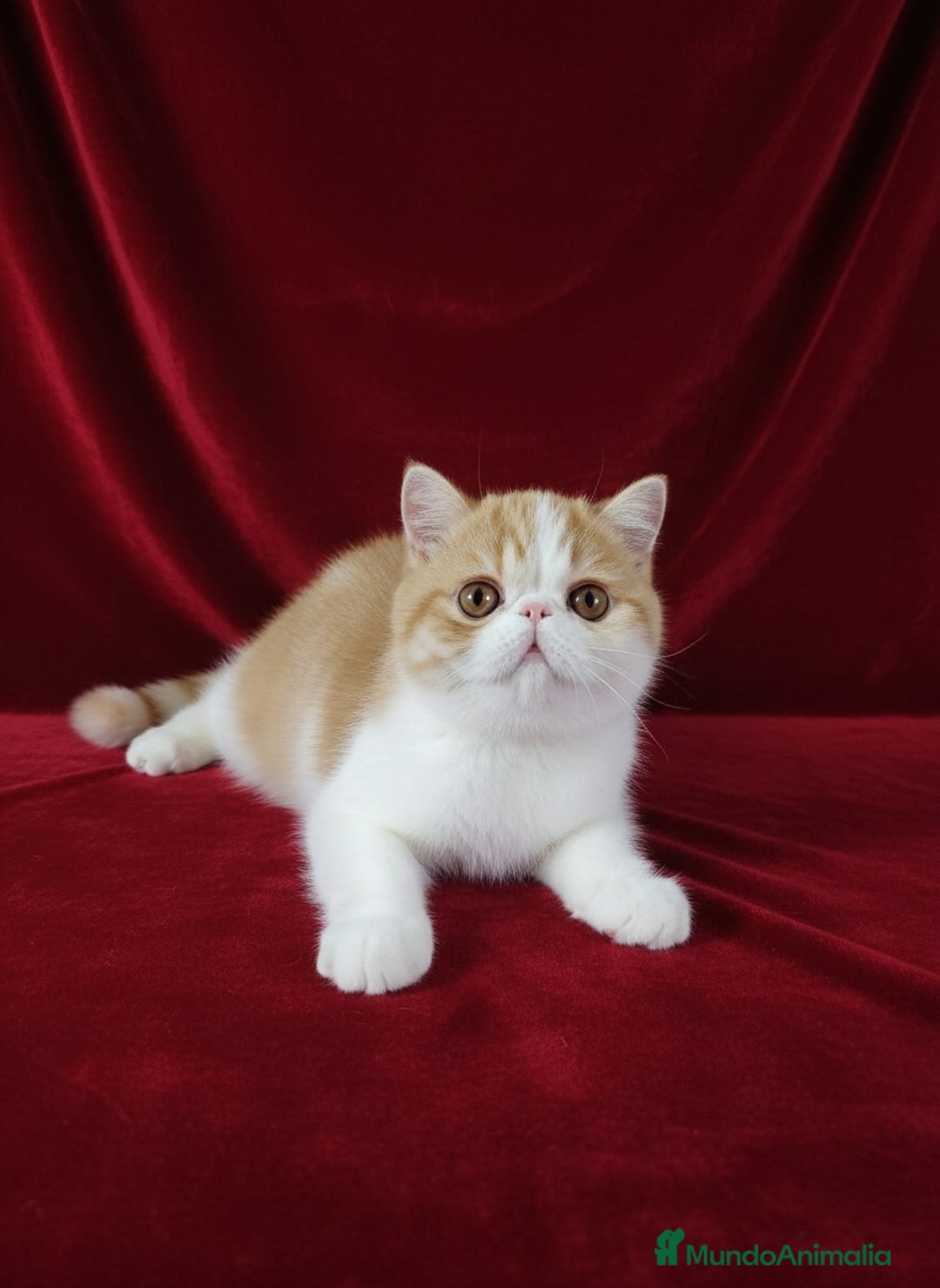 Exótico de Pelo Corto gatos en venta: 🐯 EXOTIC SHORTHAIR RED TABBY & WHITE - Anuncio 4