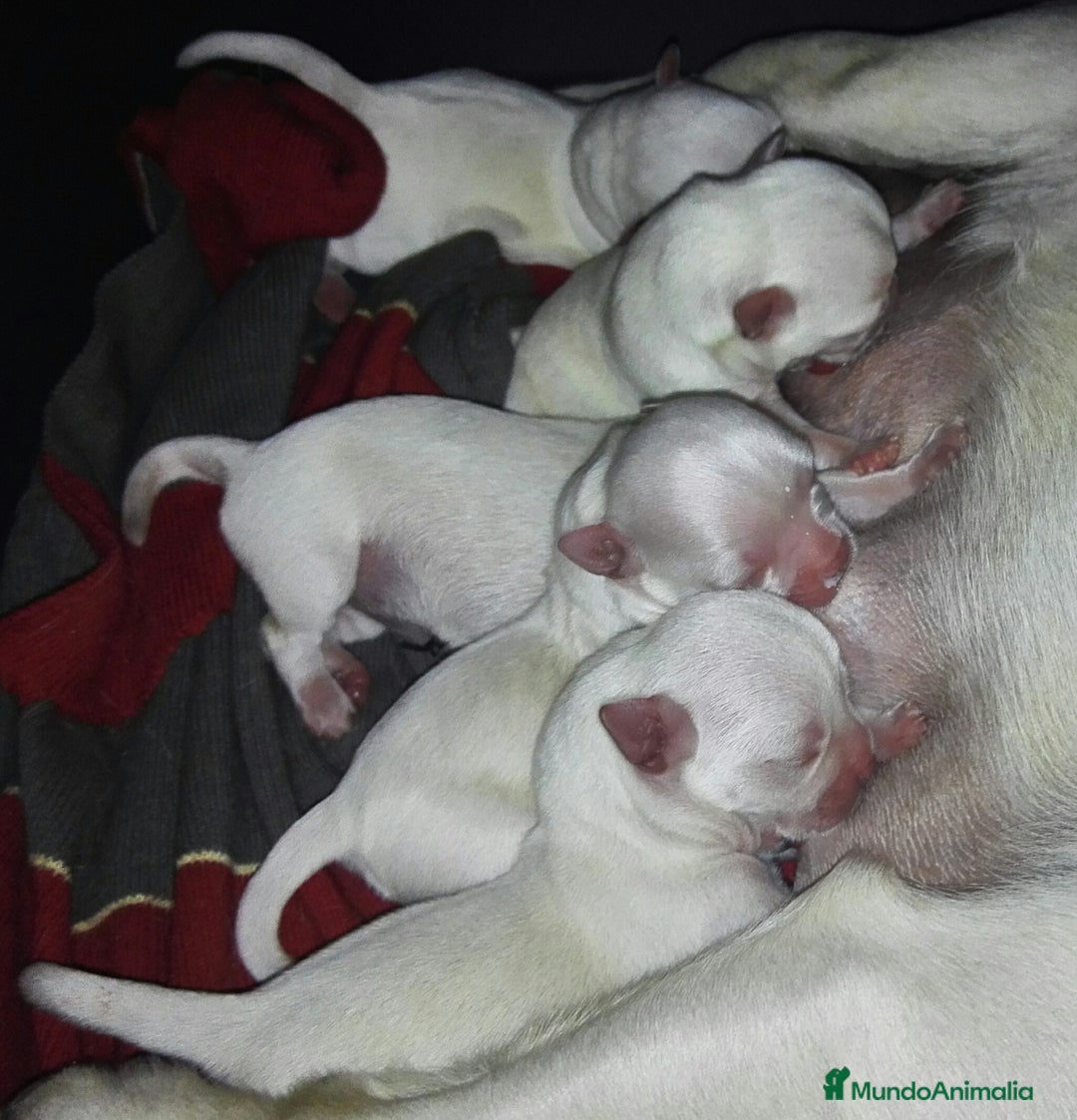 Chihuahua perros en venta: Chihuahuas cabecita de manzana 🍏 - Anuncio 8