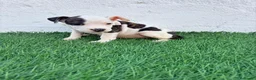 American Staffordshire-Terrier perros en venta: American Stanffordshire terrier - Anuncio 20