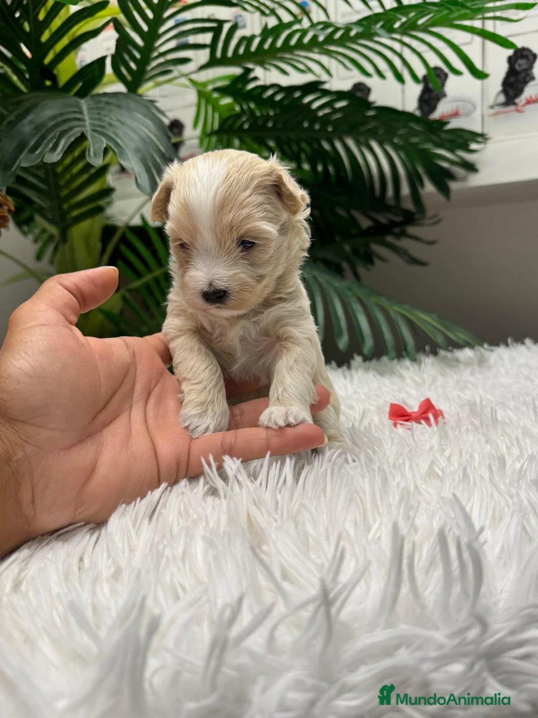 Maltipoo perros en venta: MALTIPOO - Anuncio 2