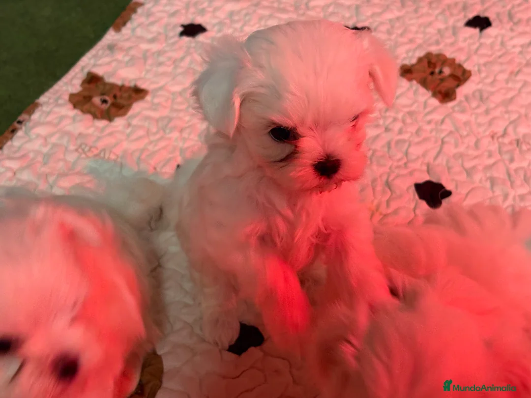 Bichón Maltés perros en venta: BICHON MALTES - Anuncio 4