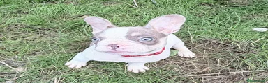Bulldog Francés 1
