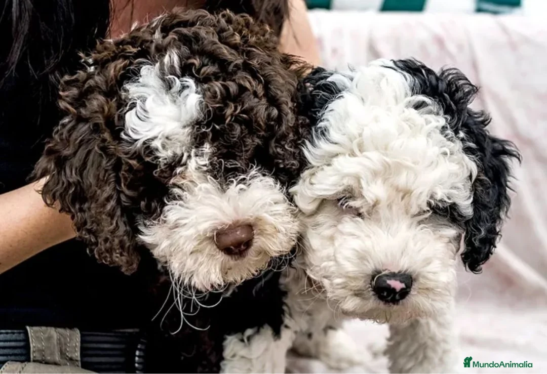 Perro de Agua Español perros en venta: Compro cachorro de perro de agua - Anuncio 1