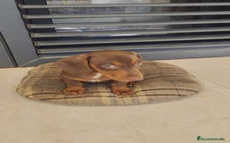 Teckel perros en venta: Macho chocolate kaninchen  - Imagen 2