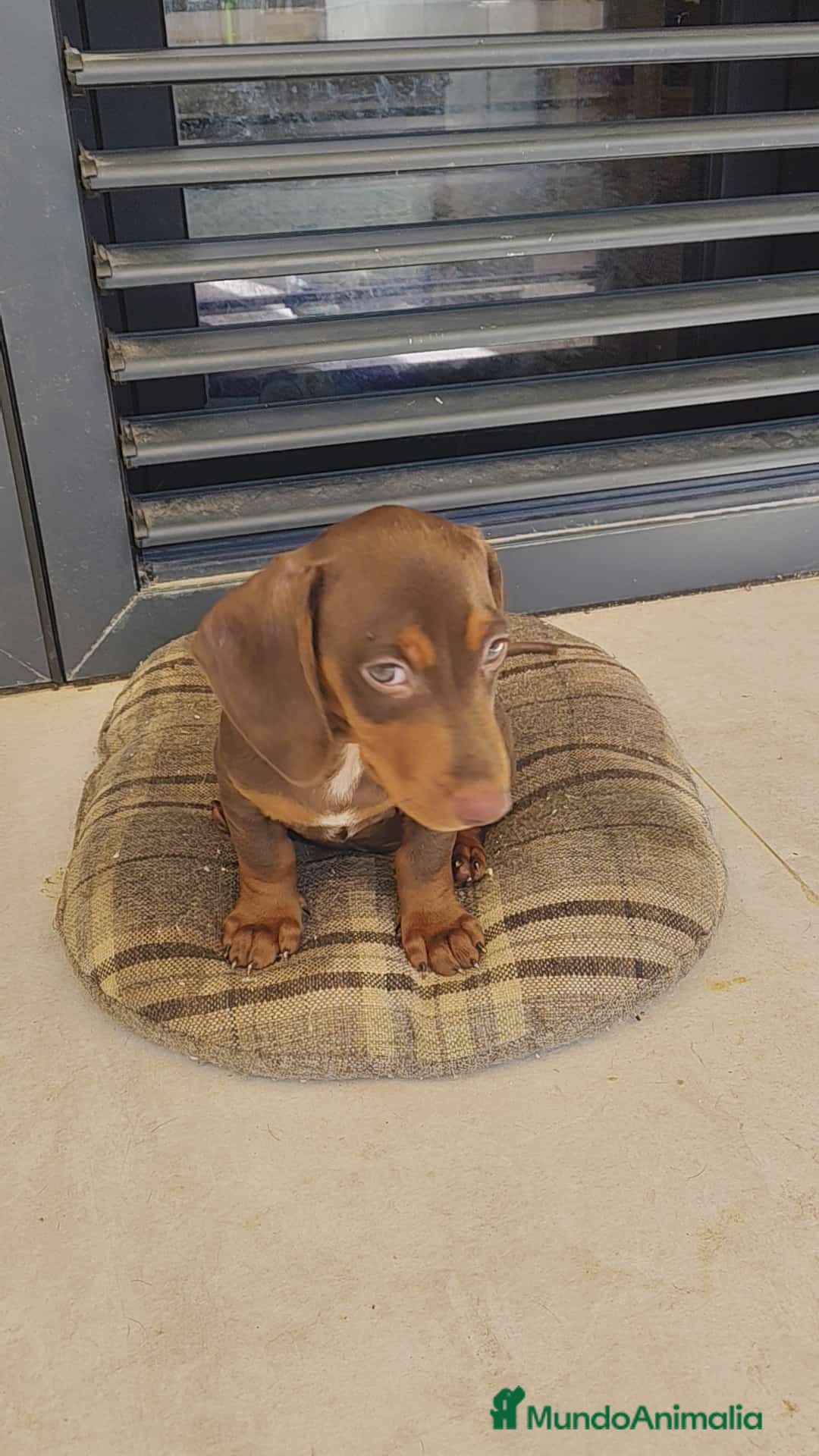 Teckel perros en venta: Macho chocolate kaninchen  - Imagen 2