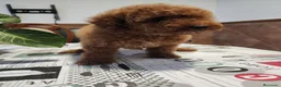 Caniche Toy perros en venta: Caniche toy hembrita pre io real - Anuncio 6