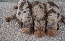 Teckel Miniatura perros en venta: 🐾 Kodat, Byron y Curry – Teckel miniatura 🐾 - Imagen 3