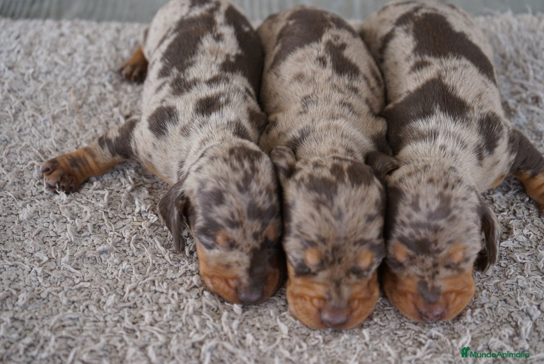 Teckel Miniatura perros en venta: 🐾 Kodat, Byron y Curry – Teckel miniatura 🐾 - Imagen 3