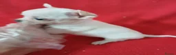 Chihuahua perros en venta: Chihuahua Mini  - Anuncio 3