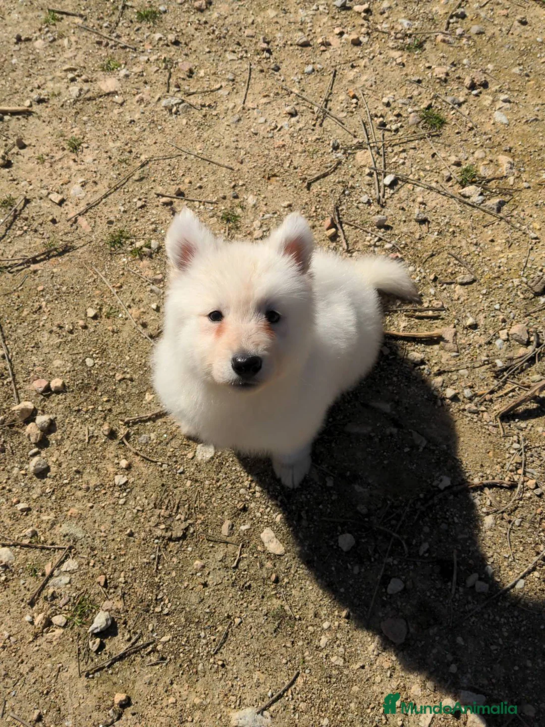 Pastor Blanco Suizo perros en venta: Preciosa hembra de pastor suizo - Anuncio 3