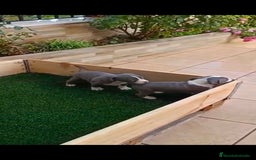 American Staffordshire-Terrier perros en venta: Estanford  - Anuncio 1