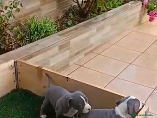 American Staffordshire-Terrier perros Estanford - Anuncio 2