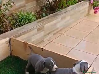 American Staffordshire-Terrier perros Estanford - Anuncio 7