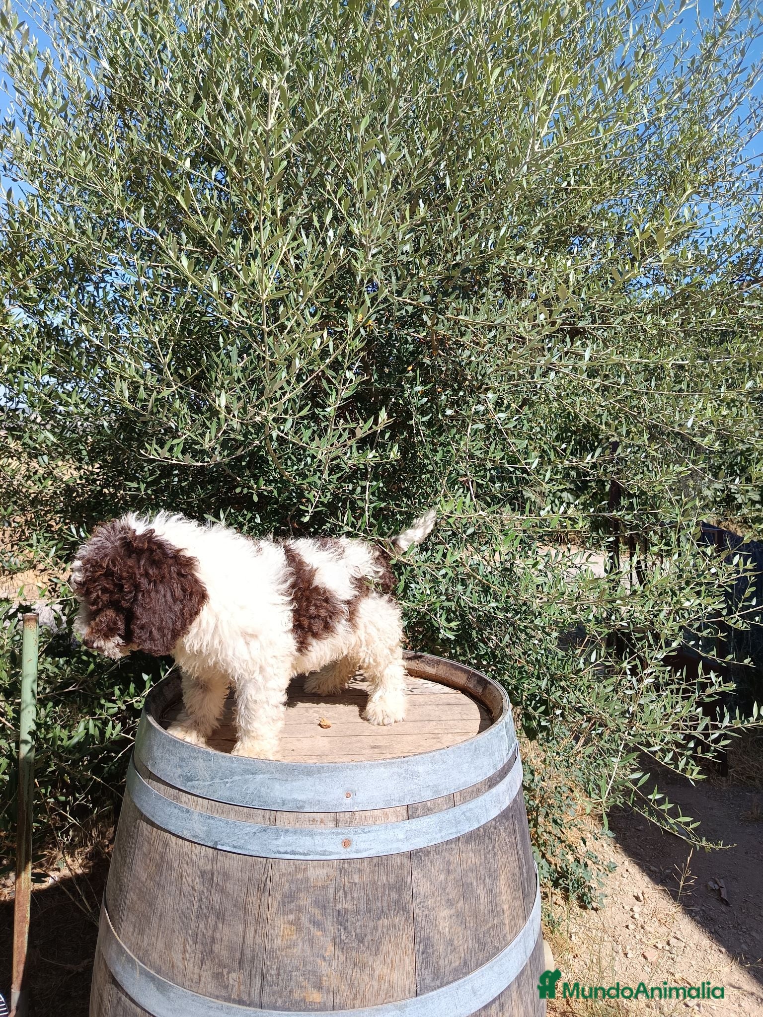 Perro de Agua Español perros Perro de agua  - Anuncio 2