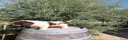 Perro de Agua Español perros en venta: Perro de agua  - Anuncio 1