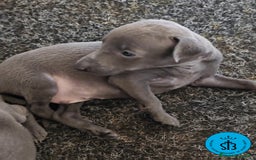 Pequeño Lebrel Italiano perros en venta: PICCOLLO LEBREL ITALIANO PEDEGREE (LOE) - Imagen 1