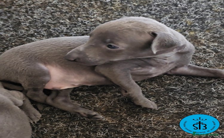 Pequeño Lebrel Italiano perros - Anuncio 1