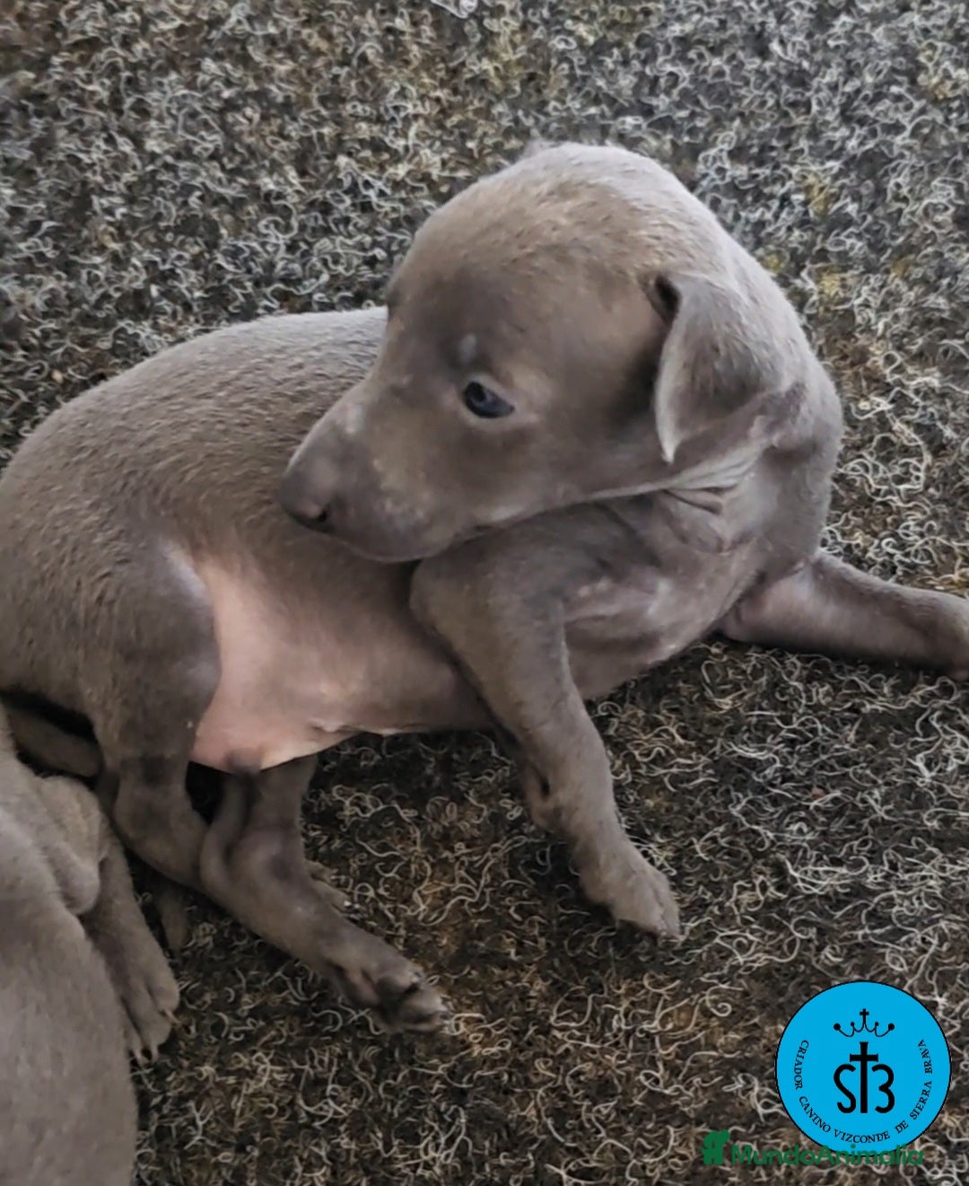 Pequeño Lebrel Italiano perros en venta: PICCOLLO LEBREL ITALIANO PEDEGREE (LOE) - Imagen 1