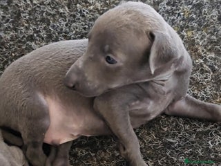 Pequeño Lebrel Italiano perros - Anuncio 4