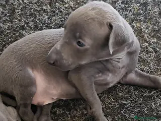 Pequeño Lebrel Italiano perros PICCOLLO LEBREL ITALIANO PEDEGREE (LOE) - Anuncio 3