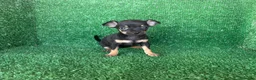 Chihuahua perros en venta: chihuahua - Anuncio 10