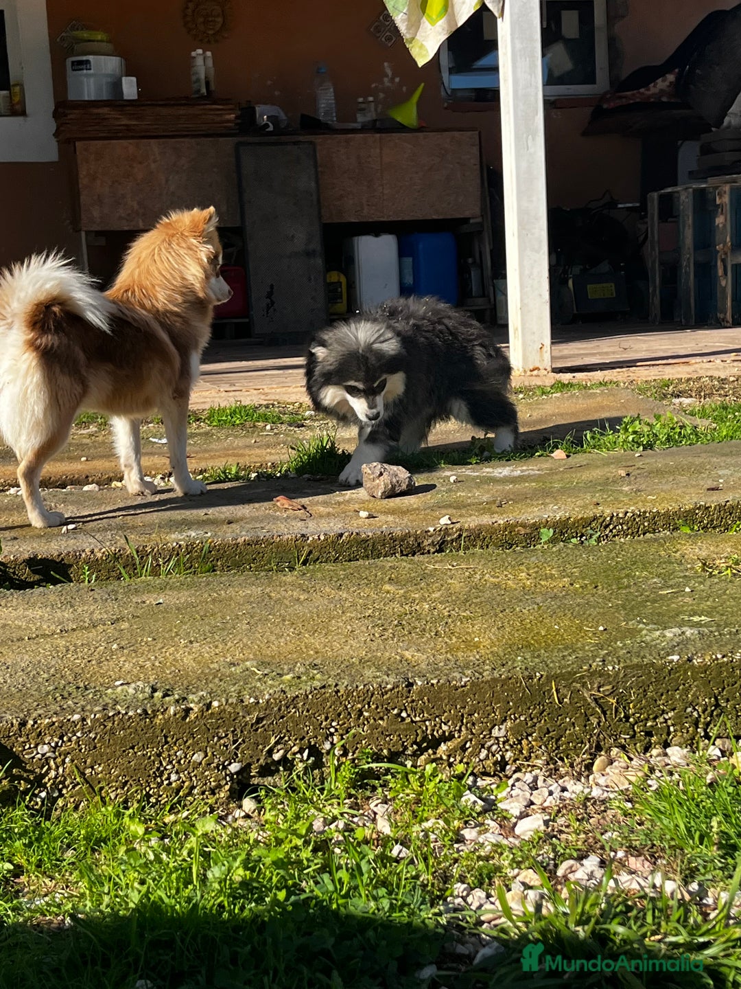 Pomsky perros en venta: Pomsky multigeneracional mini - Anuncio 10