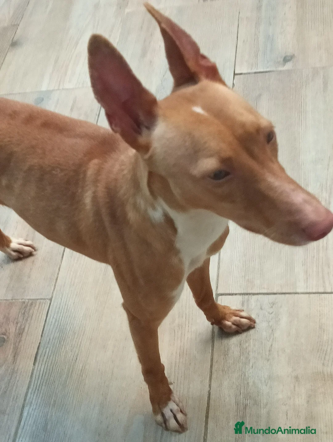 Podenco Andaluz perros en venta: Podenca andaluz  - Anuncio 3