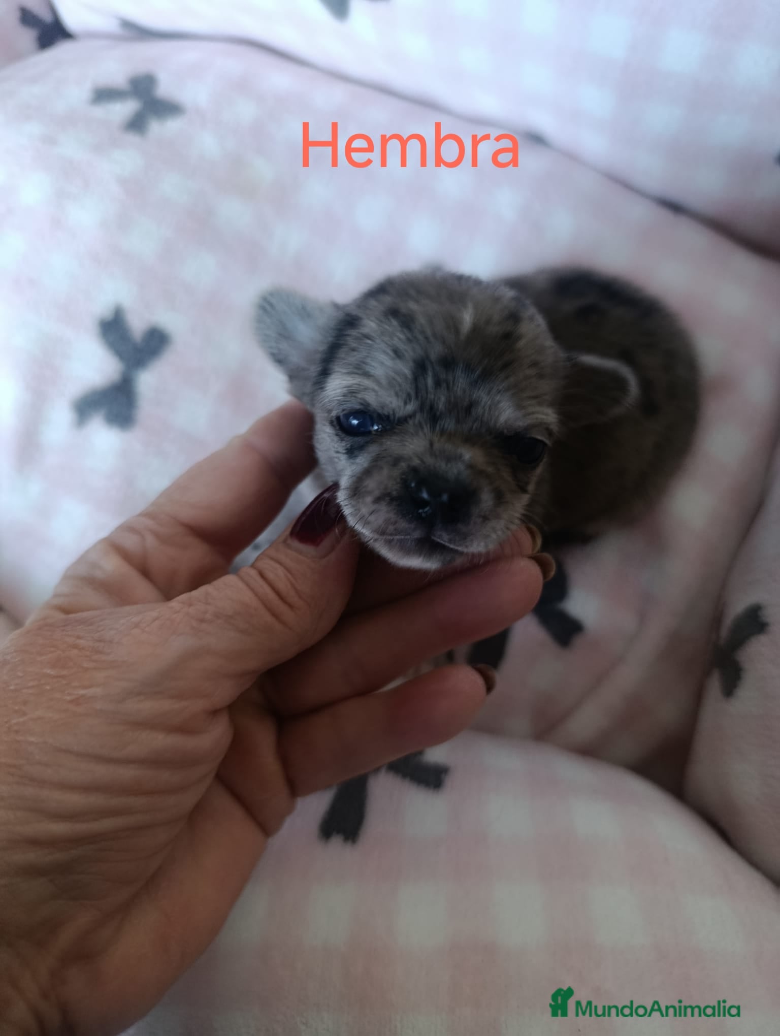 Chihuahua perros CHIHUAHUAS MERLES EXOTICOS EXCLUSIVOS - Anuncio 13