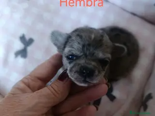 Chihuahua perros CHIHUAHUAS MERLES EXOTICOS EXCLUSIVOS - Anuncio 13