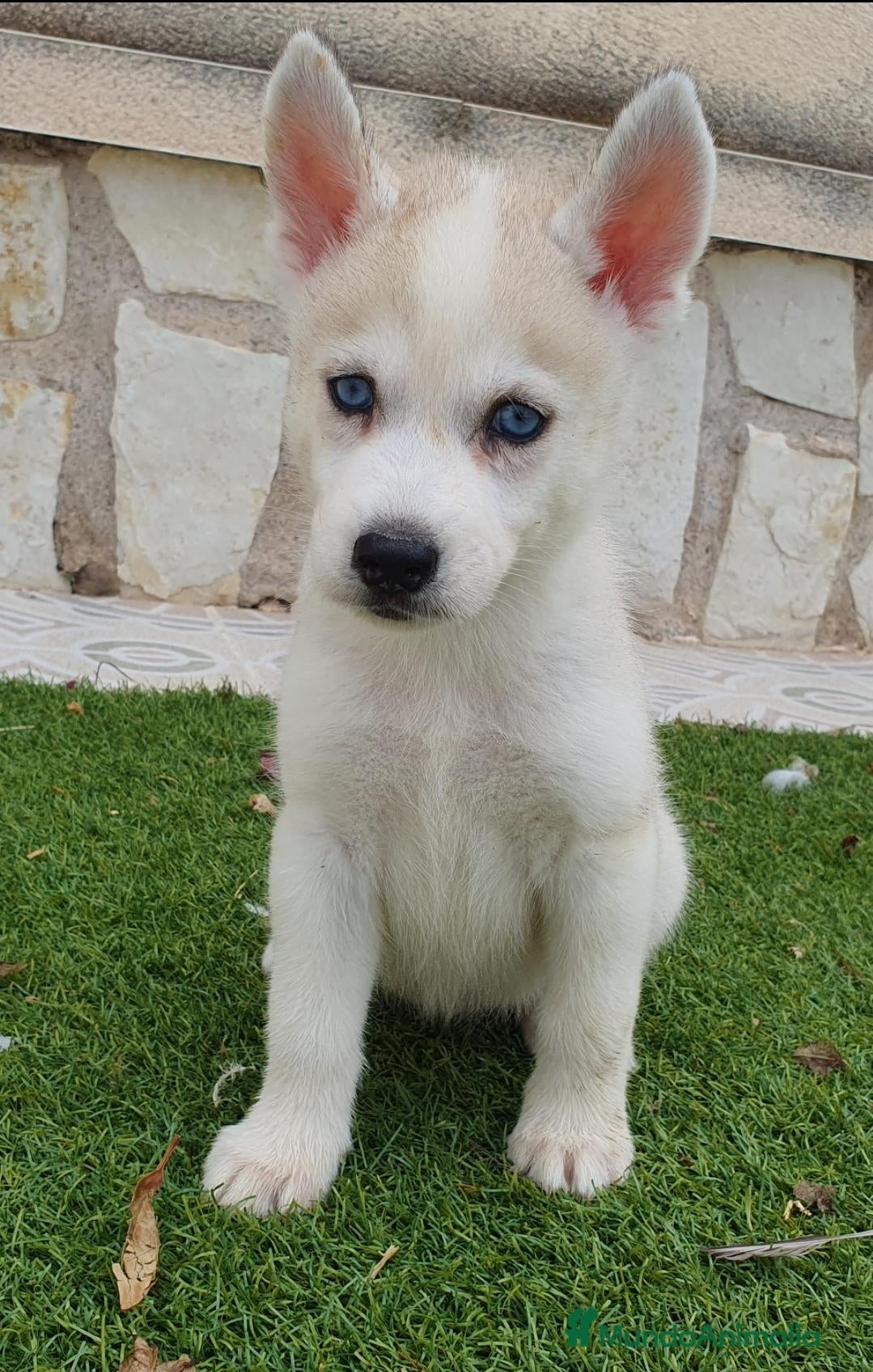 Husky Siberiano perros en venta: Husky Jet Black y Agouti EXÓTICOS - Anuncio 2