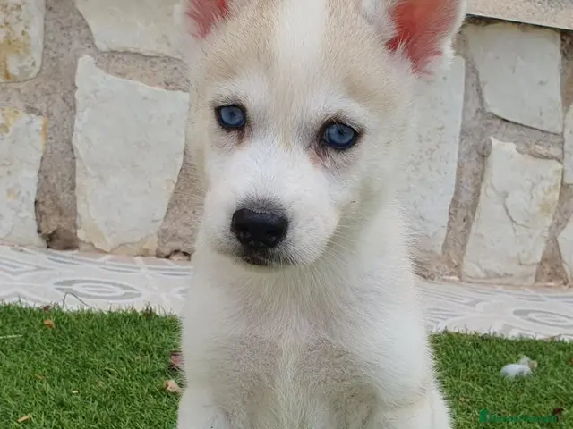 Husky Siberiano perros en venta: Husky Jet Black y Agouti EXÓTICOS - Anuncio 2